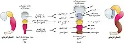 Simple drawing of the lateral view of the three primary vesicle stage of the three to four week old embryo shown in different colors, and the five secondary vesicle stage of the five week old embryo shown in different colors and a lateral view of this