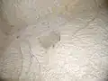 التفاصيل من مرور الأمشاط