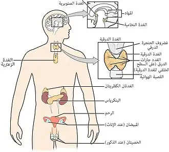 جهاز الغدد الصماء