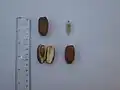 تمر الكنتة ونواته