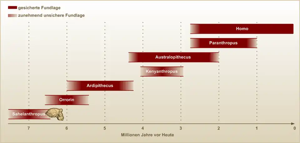 Die Gattungen der Hominini: Die zeitliche Abfolge lässt keine Rückschlüsse auf ihre verwandtschaftlichen Beziehungen zu.