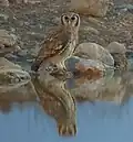 بوهة ڤيرو في منتزه إيتوشا الوطني