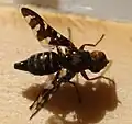Weibchen, Dorsalansicht