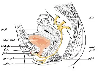 مقطعٌ عرضي في حوض الأنثى، حيثُ ينشأ العصب الفرجي من العصب العجزي الثاني والثالث والرابع، ثم يتمد بين الرحم والشرج، وإلى الشفران الصغيران والكبيران والبظر.
