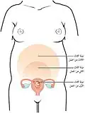 تغير حجم الرحم خلال مراحل الحمل