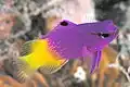 Royal Gramma أو Fairy Basslet