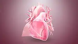 صورة ثلاثية الأبعاد تُظهر التأمور