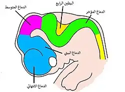 Very simple drawing of the front end of a human embryo, showing each vesicle of the developing brain in a different color.