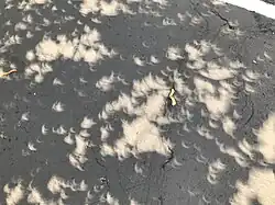 أوراق الشجر تُظهر الظل هلالي الشكل أثناء الكسوف في Moon, Pennsylvania.