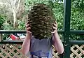 A comparison on how large the Pine Cones can grow