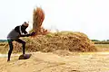 مزارع يعمل في حقله