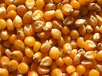 حبات الذرة grains