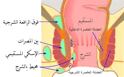 أنواع الخراج الشرجي المستقيمي ومواقعه