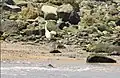 جزيرة أبو موسى (الشاطئ الغربي)