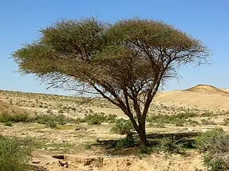 الطلح