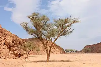 شجرة سنط سيال على مقربة من واحة عين خضرة.