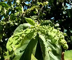 أكاليتس mite galls on leaves