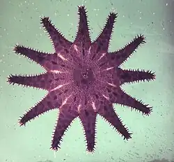 A. brevispinus