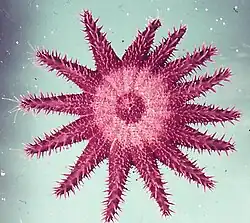 Lab hybrid of A. planci and A. brevispinus