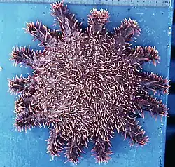 A. p. ellisi