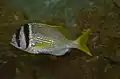 سيبريم من فصيلة الأسبور (الاسم في مصر: رباج أو رباجه) (الاسم في عمان و الإمارات :فاسكر , فاسكره , ربابه) Acanthopagrus bifasciatus