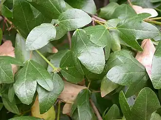 قيقب دائم الخضرة foliage