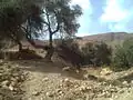 منظر الأشجار في شير