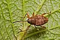 كيوركوليو غلانديوم (Curculio glandium)