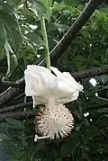 Fleur