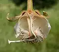مقطع طولي في زهرة الباوباب