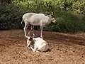 أبو عدس (مها أبو عدس)