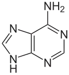 أدينين (A)