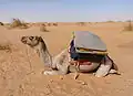 جمل في أدرار الصحراوية