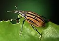 ديابريبس أبريفيتوس (Diaprepes abbreviatus)