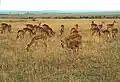 إمبالة في ماساي مارا،كينيا.