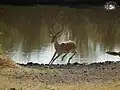 إمبالة في تنزانيا.