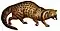 African civet