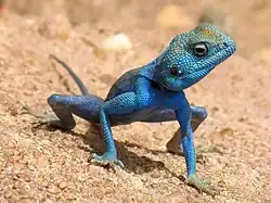 ذكر ال (Agama sinaita) في الأردن. هذا النوع شائع في الصحاري حول شواطئ البحر الأحمر. عندما يكون الجو حاراً ينقلب لون الذكر إلى الأزرق لجذب الإناث.