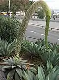 شمراخ زهرة الأجاف أتنيواتا