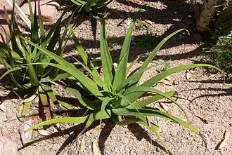 أغاف رقيق (Agave araignée)