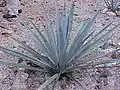 باهرة تيكويلانا (Agave Tequila)