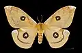 أنثى Tau Emperor (Aglia tau, Agliinae)