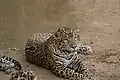 يغور