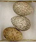 Alauda arvensis