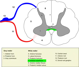 Spinal cord. (Grey commissure is #3, near center.)
