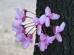 زمزريق أثيبي