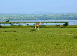 زرافة على ضفة البحيرة