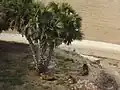 الأسود في الفناء الخارجي للحديقة