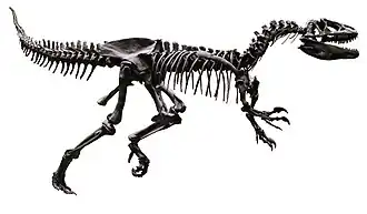 Skeleton of ألوصور
