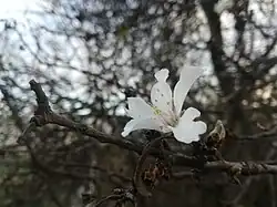 زهرة اللوز